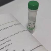 ANKRD20A1锚蛋白重复结构域蛋白20A1抗体