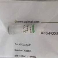 Cytokeratin2细胞角蛋白2抗体