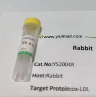 NR2F1+NR2F2载脂蛋白AI调节蛋白1抗体