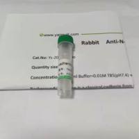 Cytokeratin4细胞角蛋白4抗体