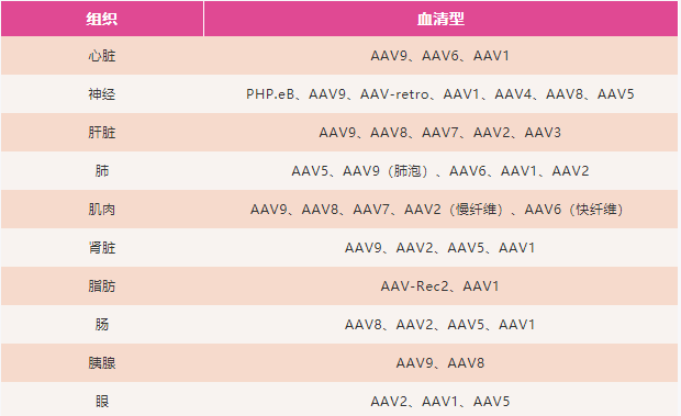 AAV是如何实现特异性表达调控的？