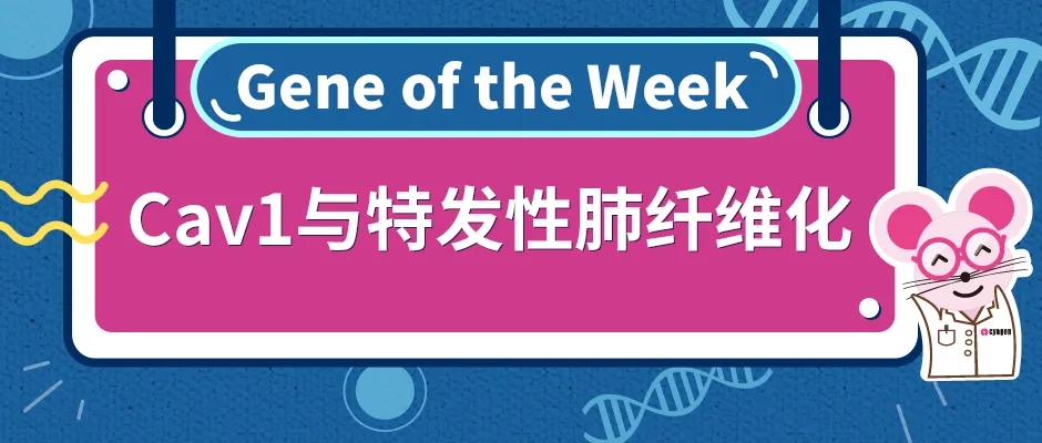 Cav1基因敲除小鼠与特发性肺纤维化