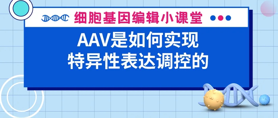 AAV是如何实现特异性表达调控的？