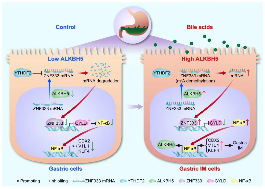 客户文章丨m6A测序助力揭示ALKBH5介导的RNA去甲基化修饰在胆汁酸诱导的胃IM中的重要作用