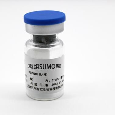 重组SUMO酶