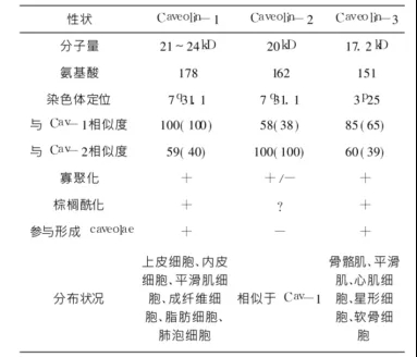 Cav1基因敲除小鼠与特发性肺纤维化