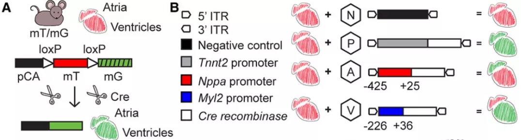 AAV是如何实现特异性表达调控的？