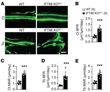 AAV是如何实现特异性表达调控的？