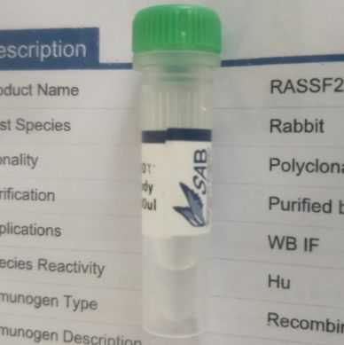 RASSF2 antibody 抗体 23100