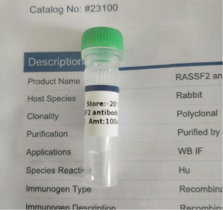 RASSF2 antibody 抗体 23100