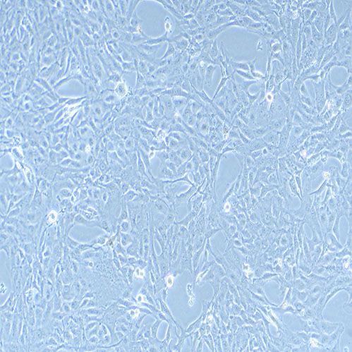 Calu-1 细胞