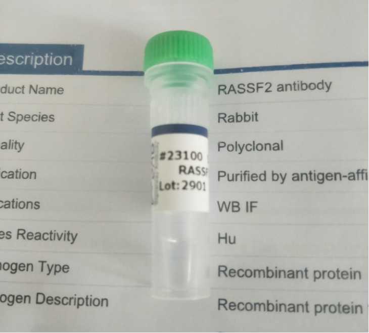 RASSF2 antibody 抗体 23100
