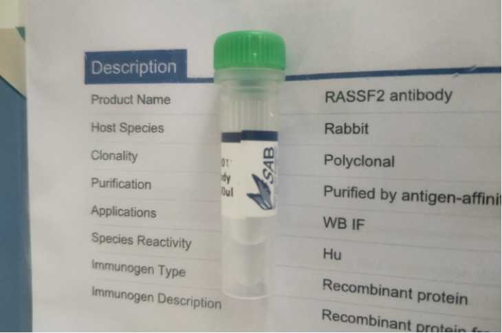 RASSF2 antibody 抗体 23100
