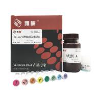 ZJ102 Omni-Easy™即用型BCA蛋白定量试剂盒