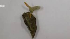 丁香实验推荐阅读
