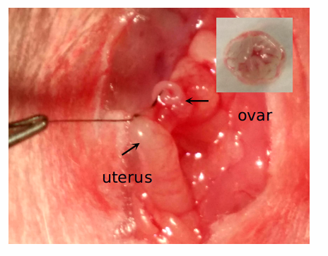 骨质疏松（OP）动物模型 / 骨科模型