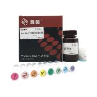 ZJ103 Omni-Rapid ™快速蛋白定量试剂盒