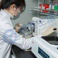 石蜡/冰冻切片TUNEL凋亡荧光