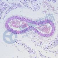 HE染色/特殊病理染色