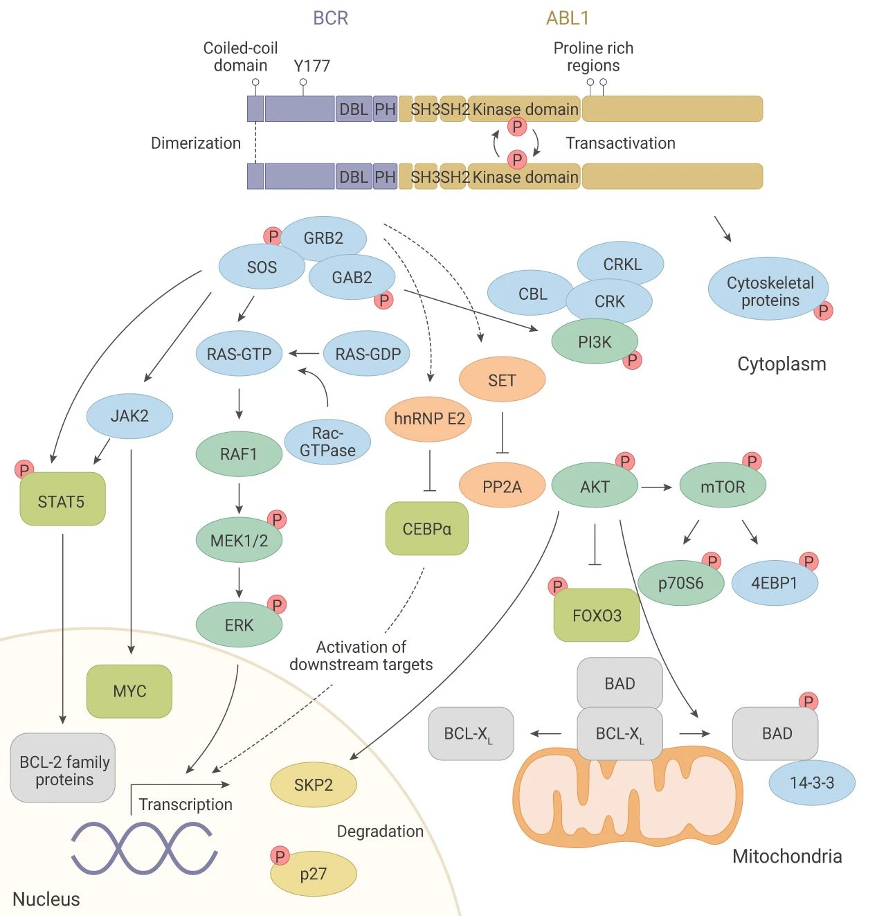 酪氨酸酶的提取及其催化活性研究_挂云帆