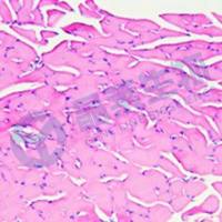 病理常规HE染色实验服务