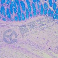 PAS-萘酚磺S染色