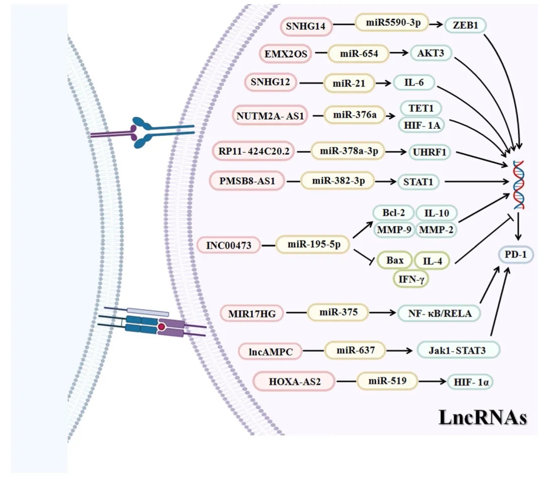 lncRNA研究进展盘点（20210917）