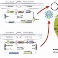 pCMV-SPORT6-PSMD3（1点突变1同义突变）人源基因质粒