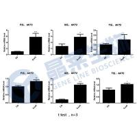 双荧光素酶报告基因检测