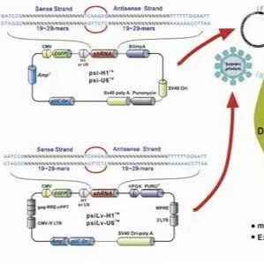 pCMV-SPORT6-PUS7(1同义突变)人源基因质粒