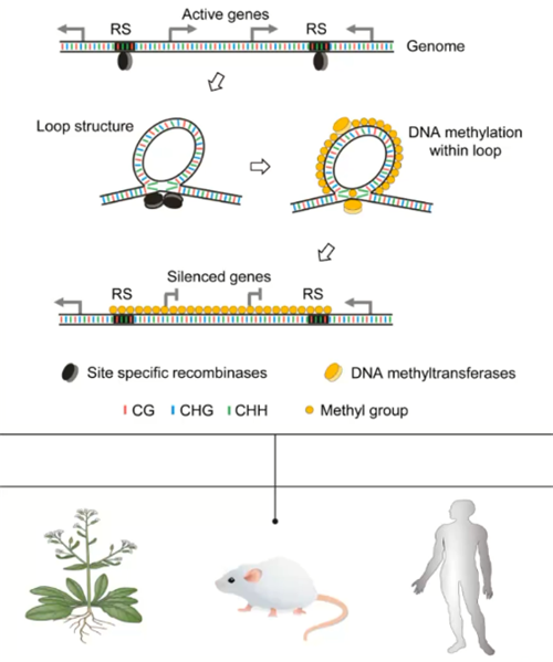 专家讲坛 | 威斯腾生物联合中国抗癌协会肿瘤代谢专委会网络学术沙龙系列讲座第四十五讲