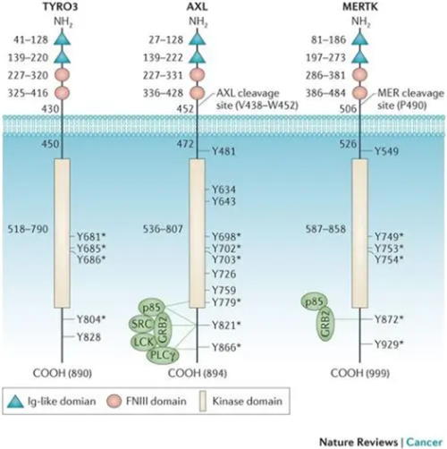 专家讲坛 | 威斯腾生物联合中国抗癌协会肿瘤代谢专委会网络学术沙龙系列讲座第四十七讲