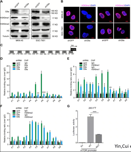 专家讲坛 | 威斯腾生物联合中国抗癌协会肿瘤代谢专委会网络学术沙龙系列讲座第四十五讲