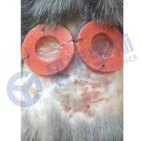 皮肤损伤模型 / 皮肤科模型