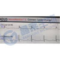 心梗（MI）动物模型