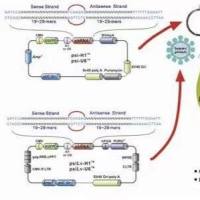 pCMV-SPORT6-EMP3人源基因质粒