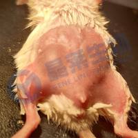 乳腺癌动物模型