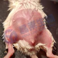 裸鼠乳腺癌原位瘤