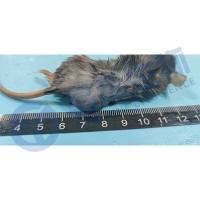 黑色素瘤动物模型