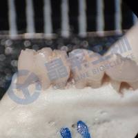 牙周炎（PD）动物模型