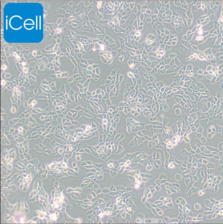 EMT6 小鼠乳腺癌细胞/STR鉴定/镜像绮点（Cellverse）