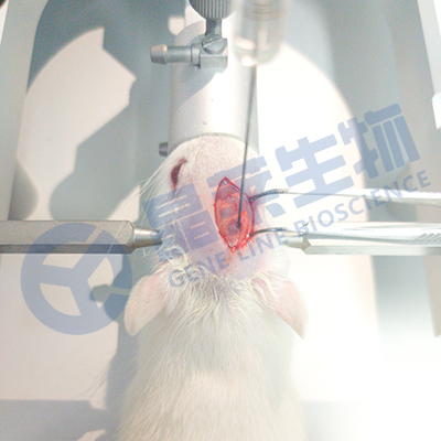 帕金森(PD)动物模型 / 神经系统模型