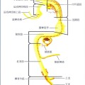 dxy 的头像