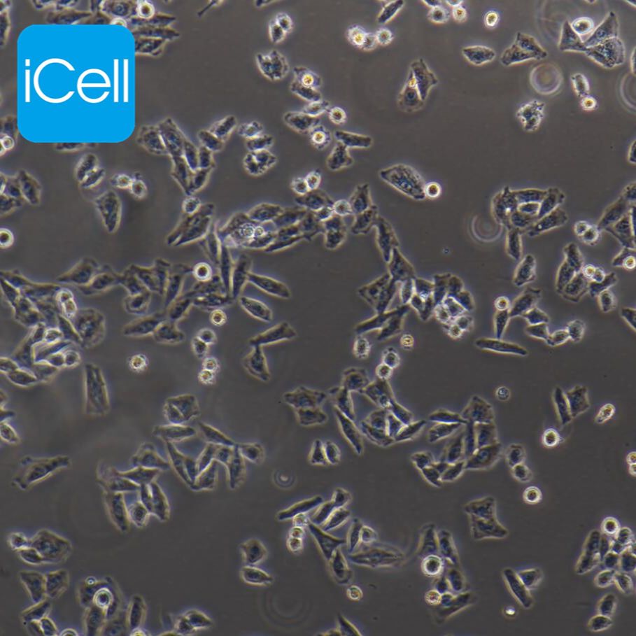 Bel-7405 人肝癌细胞 STR鉴定 赛百慷（iCell）