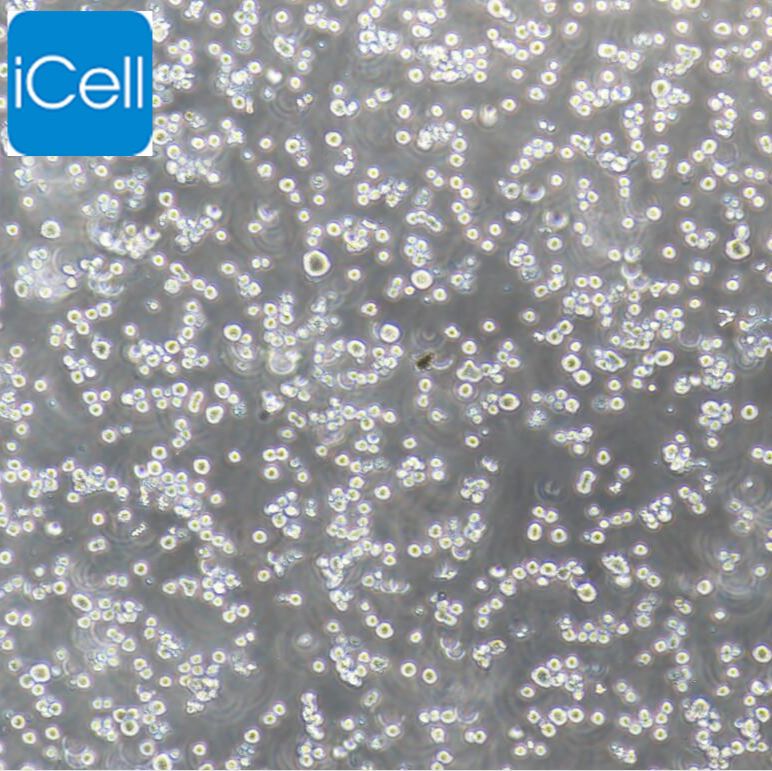 RPMI-8226 人多发性骨髓瘤外周血B淋巴细胞 赛百慷（iCell）