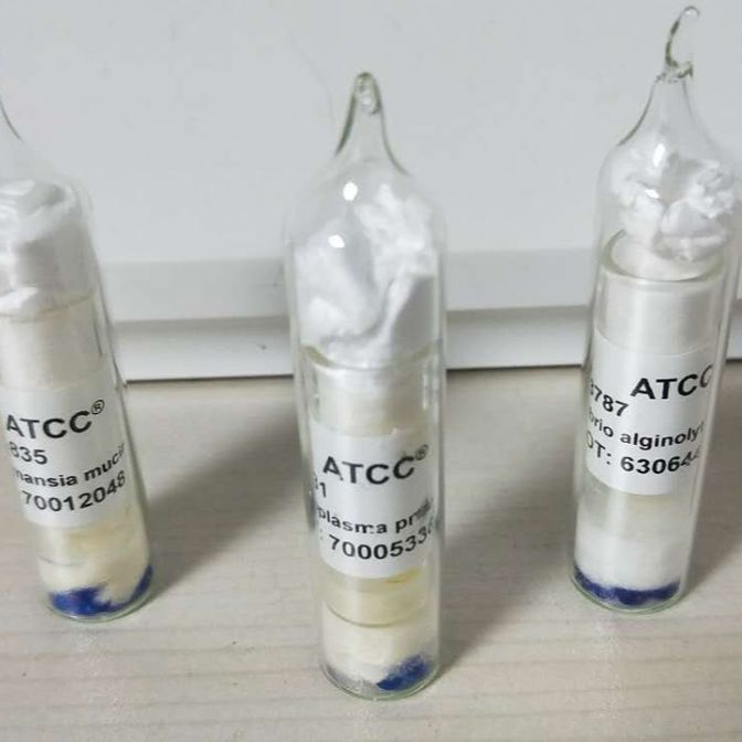 ATCC208289酿酒酵母,ATCC菌株
