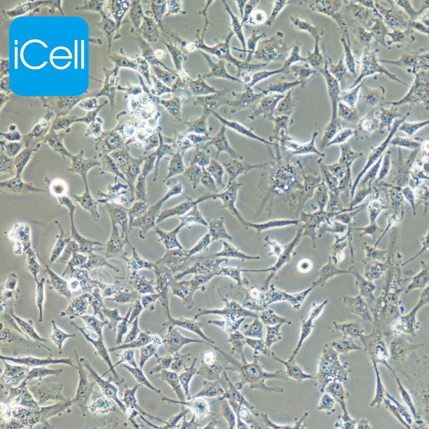 C918 人眼脉络黑色素瘤细胞 STR鉴定 赛百慷（iCell）