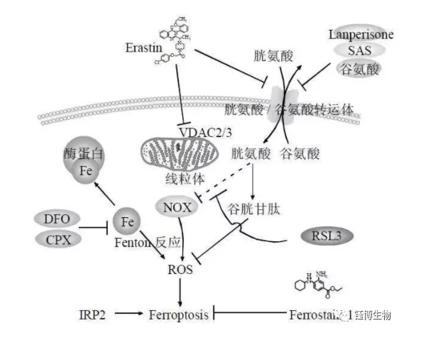 细胞的死亡形式|（三）铁死亡