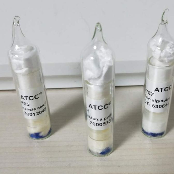 ATCC700973 大肠埃希氏菌Escherichia coli