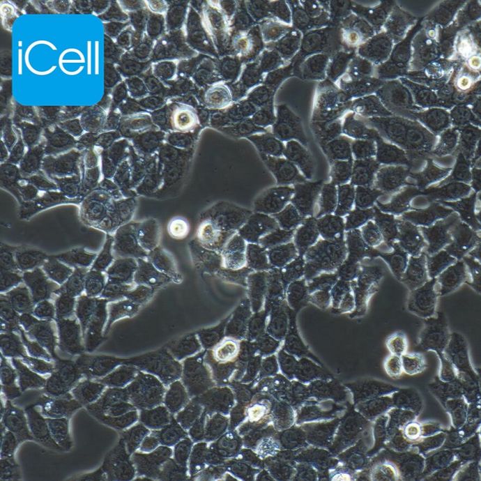 HT-29 人结肠癌细胞 STR鉴定 镜像绮点（Cellverse）